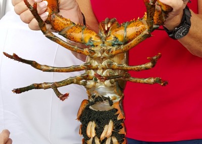 female lobster with eggs (Large) (Large)